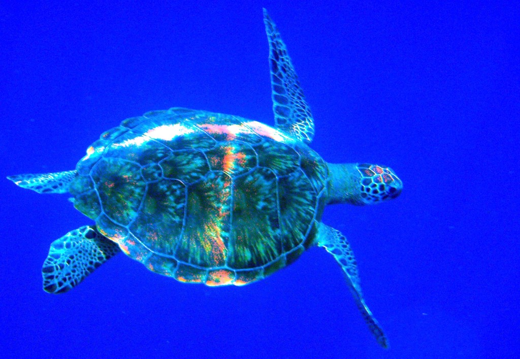 Potápění se želvami
