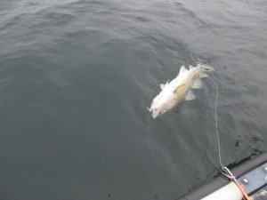 IMG_0101 (1024x768)