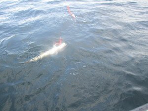 IMG_1287