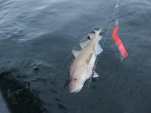 IMG_1308