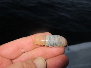 IMG_1309