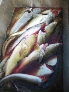 IMG_20160412_093810