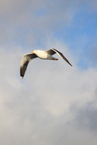 IMG_3174