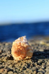 IMG_3295