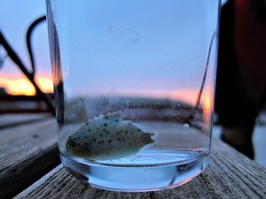 IMG_8803