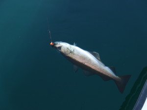 DSCF0552