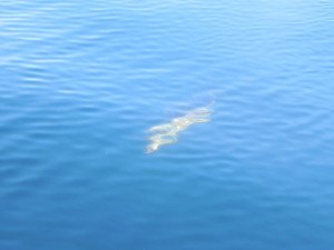 DSCN0679