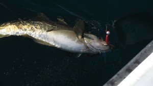 IMG_0110