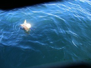 IMG_0209 (1024x768)
