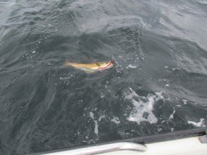 IMG_0225 (1024x768)