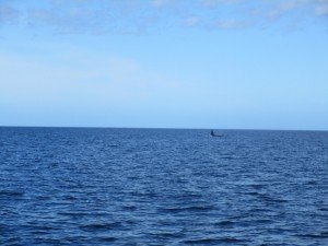 IMG_0246 (1024x768)