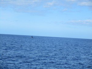 IMG_0256 (1024x768)