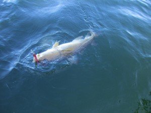IMG_0281 (1024x768)