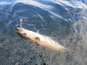 IMG_0306 (1024x768) (2)