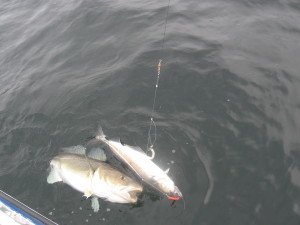 IMG_0338