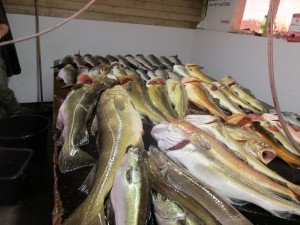 IMG_0547 (1024x768)