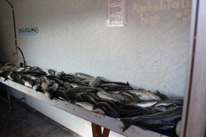 IMG_0669