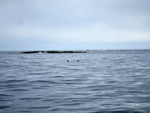 IMG_8919
