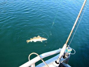 IMG_8979