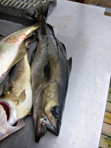 IMG_8991