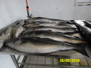 SAM_0461