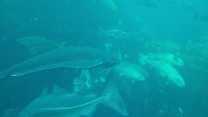 20160530_150756[1]