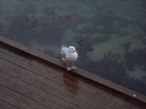 DSCN0037