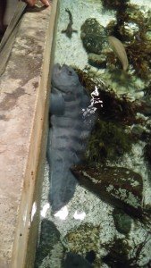 IMG_20160609_161139[1]