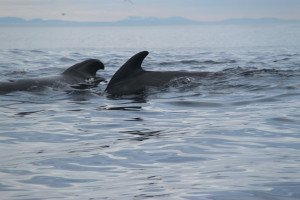 IMG_4706