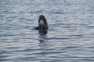 IMG_4721
