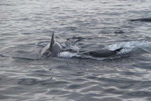 IMG_4726