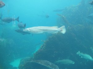 IMG_5991