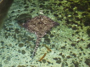 IMG_6002 - kopie