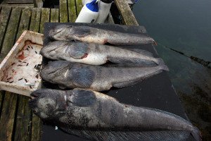 kockynapulteweb
