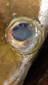 20160730_222607