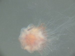 DSCF2619
