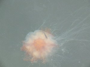DSCF2620