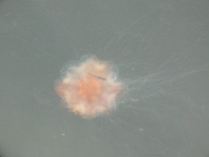 DSCF2622