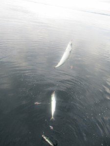 IMG_1516-960x1280