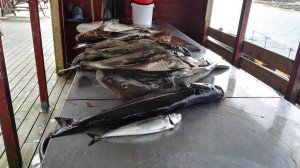 IMG_20160722_163334
