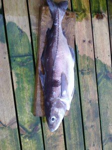 Photo0008