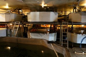 IMG_8904-1
