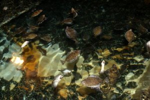 IMG_8944-1