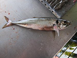 IMG_9466