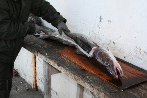 IMG_0118