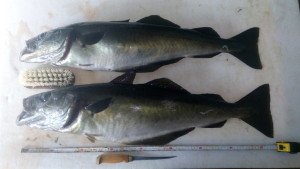 IMG_20160912_152622