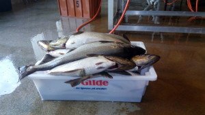 IMG_20160916_182844