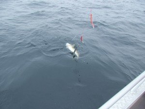 IMG_2268-800x600