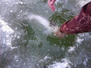 IMG_20170114_125355