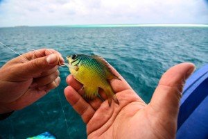 IMG_2457